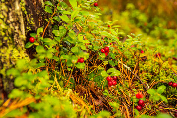 several red cranberries on a tree