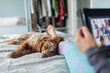 © Paul Bradbury/Caia Image - Dog sleeping on bed next to woman using digital tablet