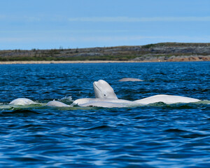 a pod of beluga whales engaged in a feeding frenzy - churchill river, manitoba
