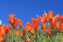 Poppy Background In Full Sun With Depth Of Field