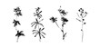 Hand drawn wild plants set. Outline flower with leaves painted by ink. Black isolated sketch vector on white background