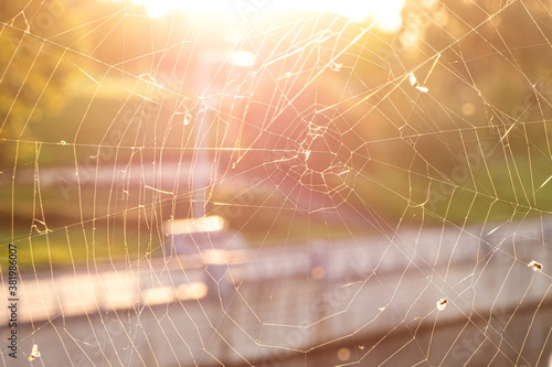 Fotomural Close-up of the spider web or cob web with midges and flies on warm background o
