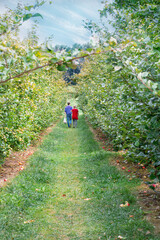 Poster - couple walking  down a row of apple trees in an orchard