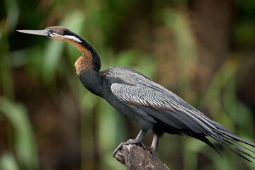 Wall Mural - African Darter, Chobe National Park, Botswana