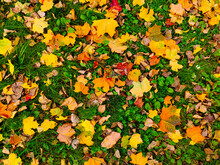 Yellow And Red Maple Leaves Lie On The Grass. Good Background For Autumn Collages.