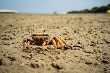 Cute Crab Walking On The Sand At The Beach