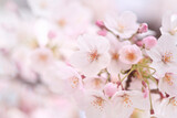 Fototapeta Kwiaty - 桜