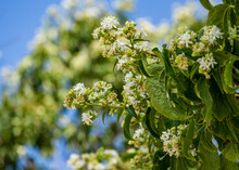 Close-up Of Flowering Heptacodium Miconioides Or Seven Son Flower Trees In Rest Zone Near The Bougainvillea Fountain. Public Landscape City Park Krasnodar Or 'Galitsky Park' For Relaxation And Walking