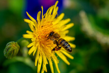 A Bee Pollinates A Dandelion On A Background Of Flowers