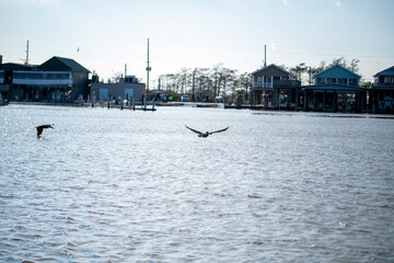 Wall Mural - FLYING PELICAN 