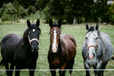 Fototapeta Zwierzęta - trzy konie na pastwisku