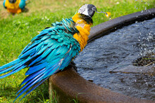 Portrait Of The Blue-and-yellow Macaw (Ara Ararauna) Drinking Water In A Fountain. In Portuguese "Arara-Canindé"