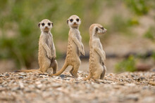 Meerkat Pups, Namibia