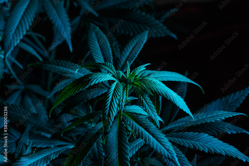 Mature marijuana plant with bud and leaves. Marijuana plant texture on an indoor cannabis farm.The concept of Indoor grow marijuana. marijuana for recreational purposes. - obrazy, fototapety, plakaty 