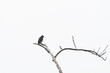 © Matthewadobe - grey streaked flycatcher on branch