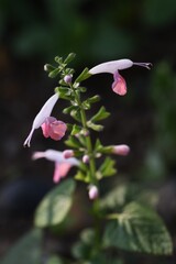 Poster - Salvia coccinea (Scarlet sage, Texas sage) / Lamiaceae perennial plant