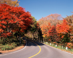 Canvas Print - 日塩もみじラインの紅葉