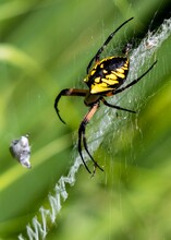 Yellow And Black Garden Spider Working On Its Zigzag Web In A Conservation Area. 