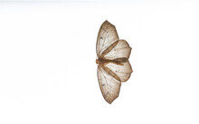 Western Hemlock Looper Moths