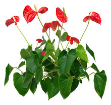 Cut Out Red Flowers. Anthurium Isolated On White Background. Flower Bed For Garden Design Or Landscaping. High Quality Clipping Mask.