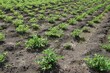 Peanut cultivation / Agriculture stock photos