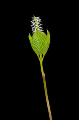 Canvas Print - Flower (Hloranthus japonicus)