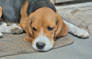 Wall Mural - Dog beagle 10