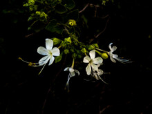 White Flower On Black Background