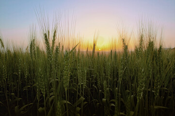 Sunrise over field of wheat