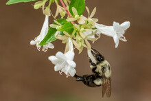 A Common Eastern Bumble (Bombus Impatiens) Busy On Some White Blooms. Raleigh, North Carolina.