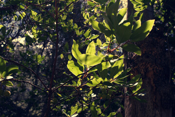 Forest lights and shadows 