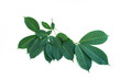 © Suradech - Hevea brasiliensis on white background.Rubber leaves.
