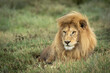 Horizontal portrait of a male lion with a beautiful mane lying in green grass in Serengeti in Tanzania