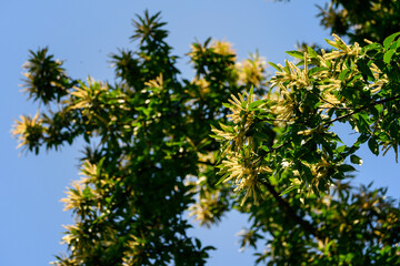 Wall Mural - Edible chestnut flowers on the branches.