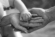 © anisha_mur - Family hands of father, mother and child together in black and white. Close up of loving mom dad and kid hold hands. Family value concept