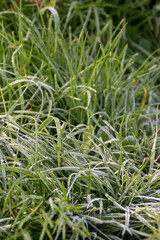 Wall Mural - frosty grass