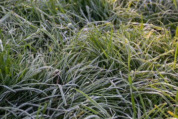 Wall Mural - frosty grass