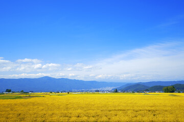 青空の下、山村の黄金色に輝く稲田のある風景