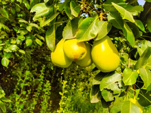 Close Up Of Pear Hanging On Tree.Fresh Juicy Pears On Pear Tree Branch.Organic Pears In Natural Environment.Crop Of Pears In Summer Garden.Beautiful Natural Pears Weigh On A Pear Tree.Selective Focus.