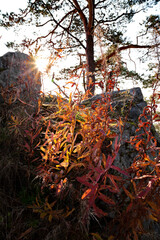 Wall Mural - Karelia, Russia - Ruskeala park in autumn