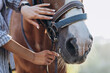 Girl's hand stroking a horse, close up