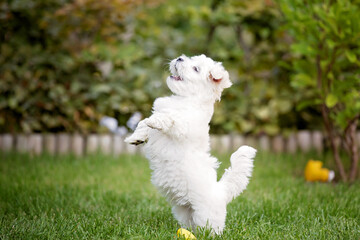 Cute puppy, Maltese dog breed, running in a garden, happy and healthy