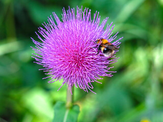 bumblebee sits on a purple flower