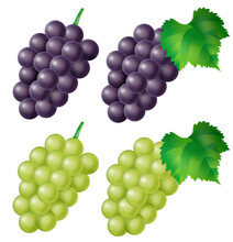 Illustration Of Kyoho Grape (Japanese Grape) And Muscat.
