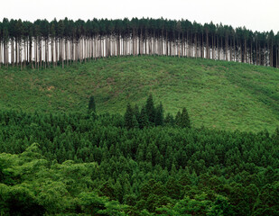 Poster - 北山杉