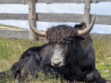 Highlander Scotland Hairy Cow Yak Detail
