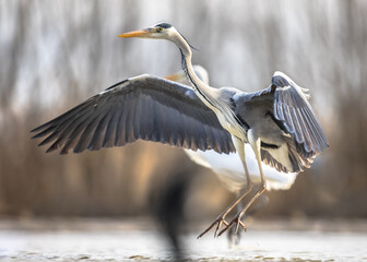 Grey heron flying preparing for landing