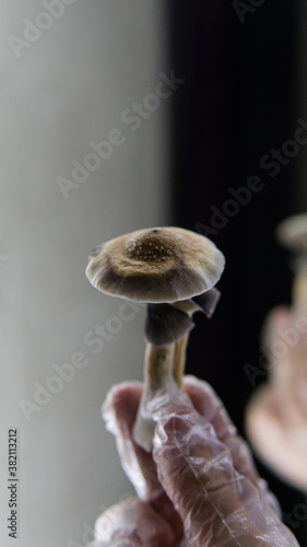 cultivation of psychedelic mushrooms, recreational use of magic mushrooms