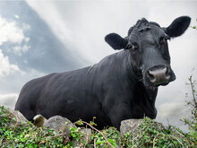 Beautiful Black Angus Cow Behind Natural Hedge. Selective Focus. Blurred Sky Background