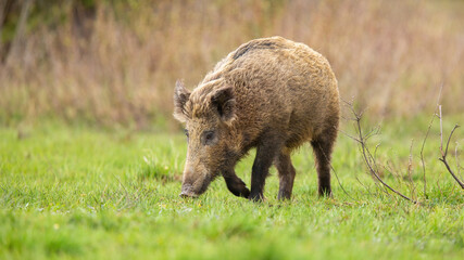 Wall Mural - adult wild boar, sus scrofa, sniffing the ground in autumn nature. dirty wild animal walking on fres